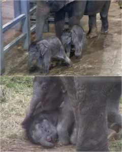 569114107 122205186164056290 3280409458437787576 n