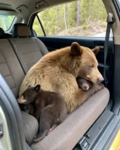 570005900 122229218732125713 7222829740639839048 n