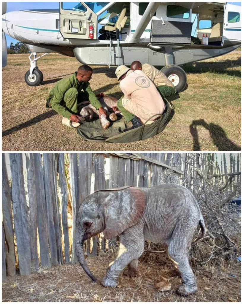 In the cold highlands of Kenya, tiny Doldol entered the world alone, abandoned just hours after birth. The smallest elephant ever cared for by the Sheldrick Wildlife Trust, she faced survival against harsh winds, freezing nights, and the absence of her mother. Yet through unwavering care, love, and dedication from her Keepers, Doldol thrived—growing curious, playful, and resilient, embodying the spirit of hope and the transformative power of compassion. 571140766 122229418088125713 8959339834955551623 n
