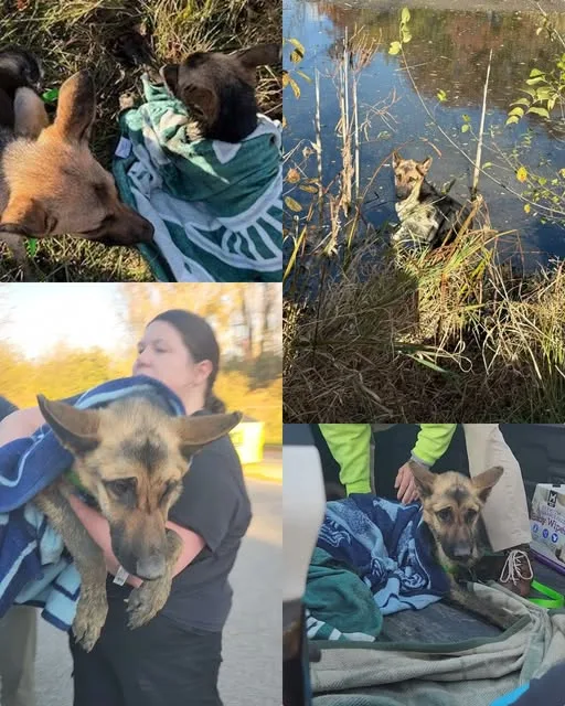 574282884 822772020737236 9108703945751941275 n