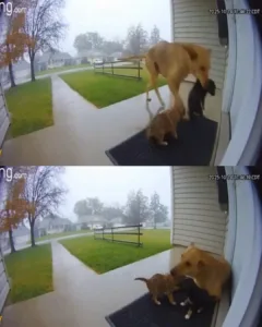 A Stray Dog's Arrival: How a Canine Family Revived a Widow's Spirit