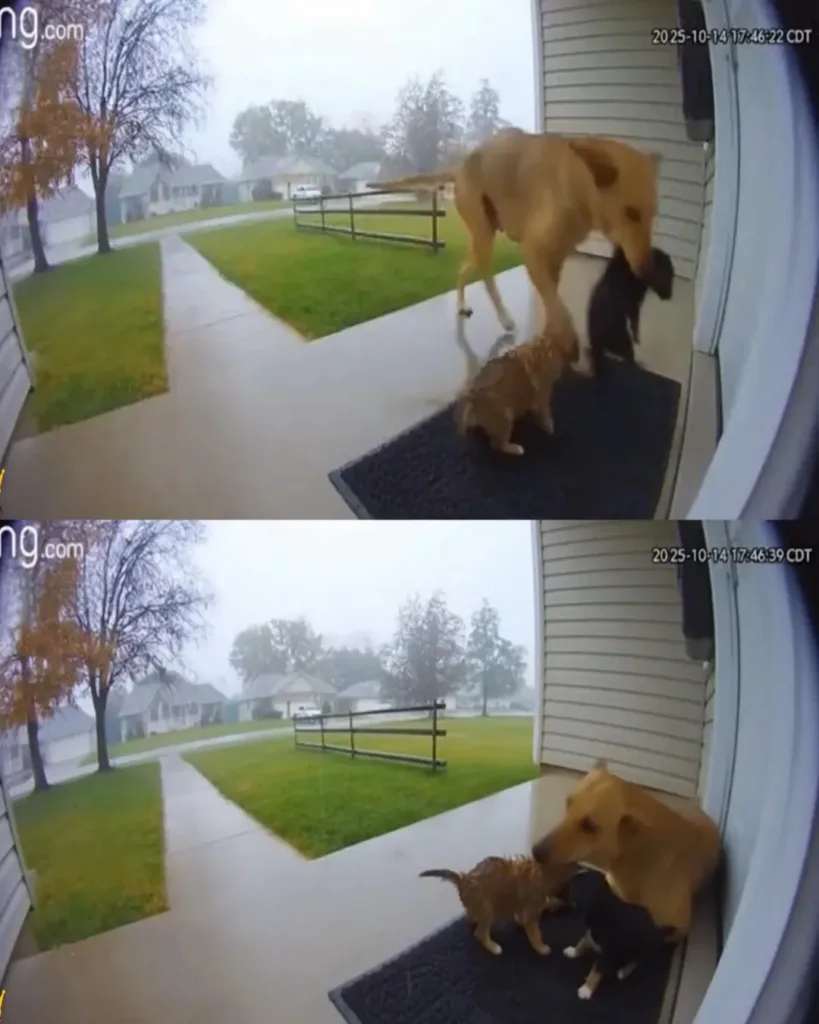 A Stray Dog's Arrival: How a Canine Family Revived a Widow's Spirit