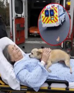 Unbreakable Bonds: Rosie’s Journey to Stay with Her Owner