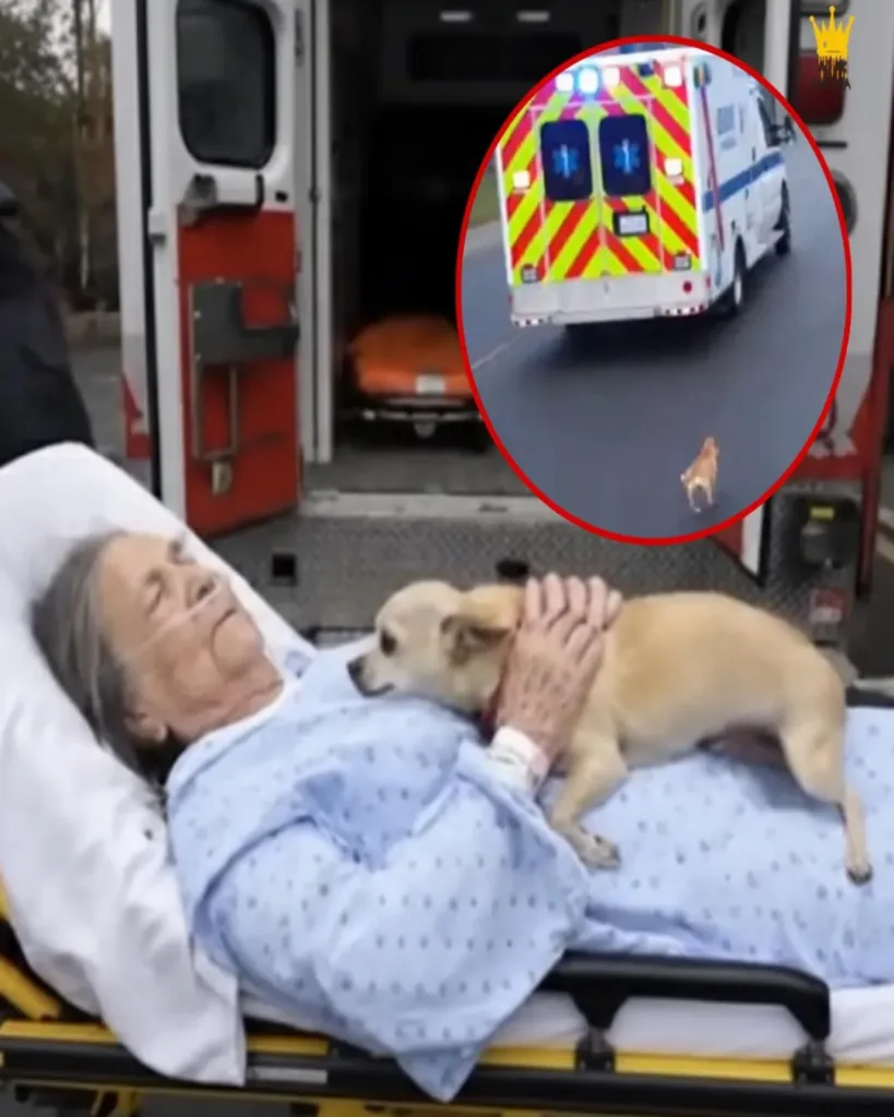 Unbreakable Bonds: Rosie’s Journey to Stay with Her Owner Unbreakable Bonds: Rosie’s Journey to Stay with Her Owner