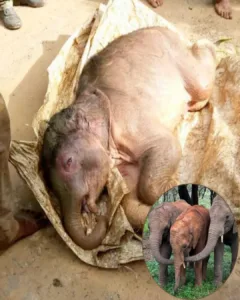 From Despair to Hope: The Rescue of a Tiny Baby Elephant