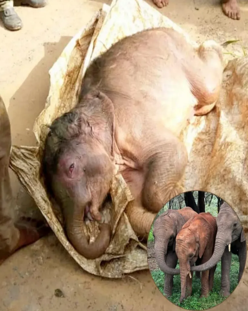 From Despair to Hope: The Rescue of a Tiny Baby Elephant