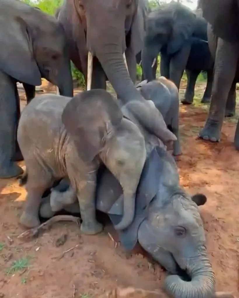 The Day the Forest Wept: A Heartfelt Farewell from an Elephant Family The Day the Forest Wept: A Heartfelt Farewell from an Elephant Family