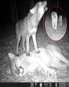 The Wolf Pup Who Wouldn’t Leave: A Tale of Love, Loss, and Nature’s Silent Grief