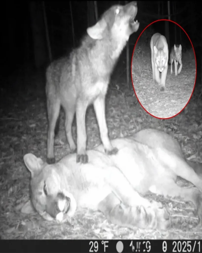 The Wolf Pup Who Wouldn’t Leave: A Tale of Love, Loss, and Nature’s Silent Grief The Wolf Pup Who Wouldn’t Leave: A Tale of Love, Loss, and Nature’s Silent Grief