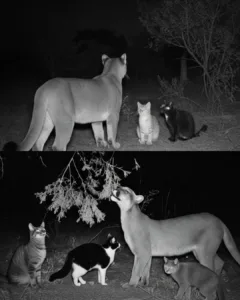 The Mountain Lion Who Always Remembers His Feline Family