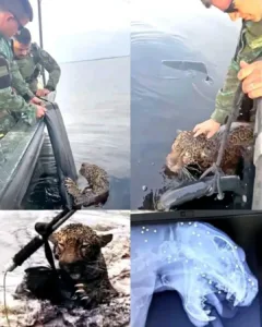 The Resilient Jaguar: A Tale of Survival from the Amazon Rainforest