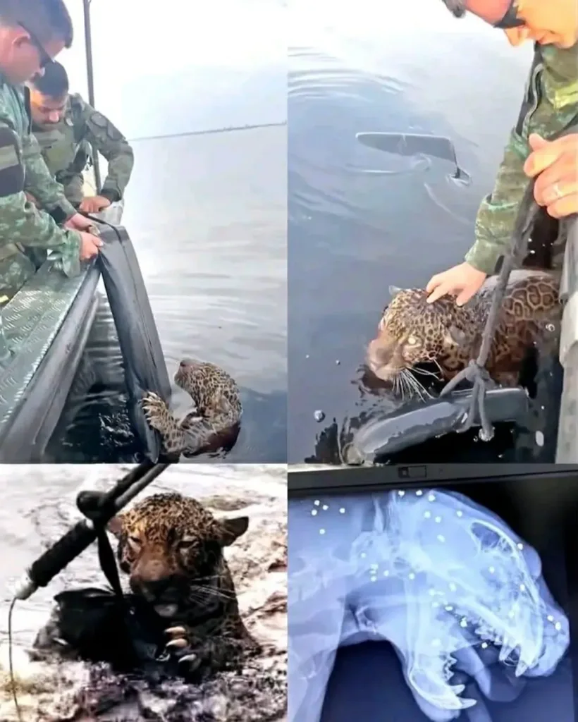 The Resilient Jaguar: A Tale of Survival from the Amazon Rainforest The Resilient Jaguar: A Tale of Survival from the Amazon Rainforest