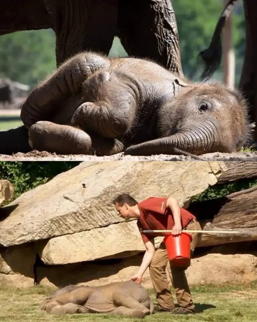 Choti, the Sleepiest Little Soul of the Sanctuary