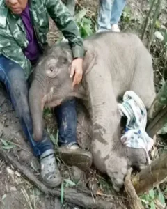 Maputo’s Second Chance – The Little Elephant Who Taught the World Compassion