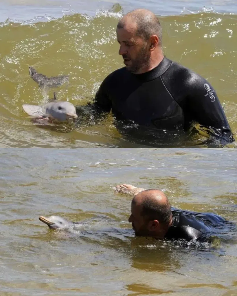 The Man and the Dolphin – A Tale of Gentle Kindness