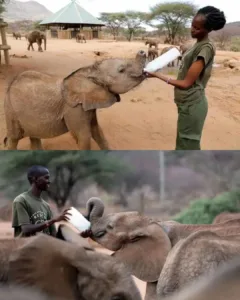 A Miracle in Northern Kenya: How Goat Milk Is Saving Baby Elephants — and Transforming Lives