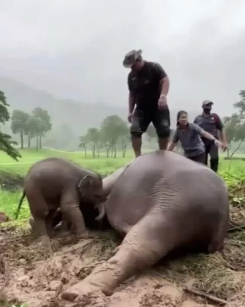 A Mother’s Love Amidst the Storm: The Elephant Rescue That Captivated a Nation