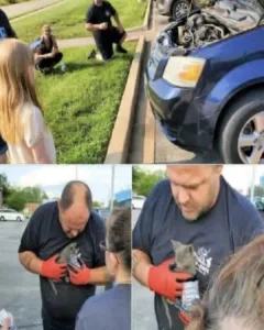 The Aldi Kitty: A Small Rescue That Showed the True Meaning of Kindness