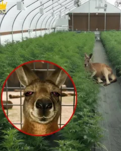Skippy the Stoned: The Kangaroo Who Broke Into a Grow Farm and Got Too High to Hop Away