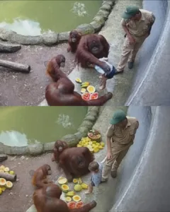 Zookeeper Engages in Negotiation with Orangutan for Child's Safe Return in Thailand