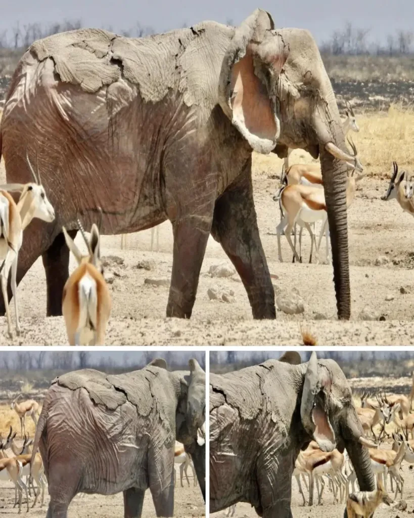 Tragedy in Etosha: The Burning Silence of a Dying Giant Tragedy in Etosha: The Burning Silence of a Dying Giant