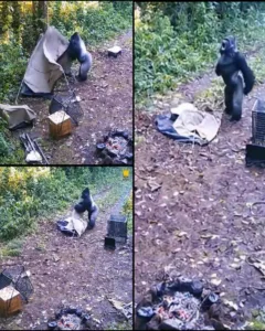 A Father's Heart in the Jungle – The Gorilla Tale That Touched the Globe A Father's Heart in the Jungle – The Gorilla Tale That Touched the Globe