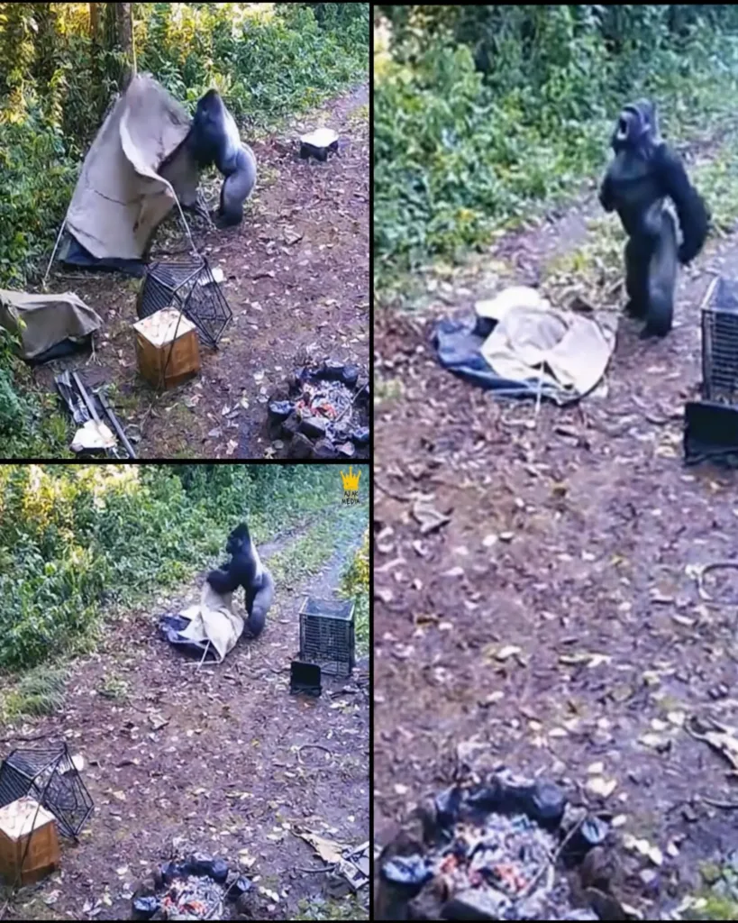 A Father's Heart in the Jungle – The Gorilla Tale That Touched the Globe A Father's Heart in the Jungle – The Gorilla Tale That Touched the Globe