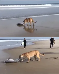 When Nature Intersects – The Mother Mountain Lion Who Amazed the Shore When Nature Intersects – The Mother Mountain Lion Who Amazed the Shore