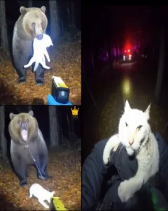 An Unexpected Rescue: The Officer Who Saved a Cat from a Bear An Unexpected Rescue: The Officer Who Saved a Cat from a Bear