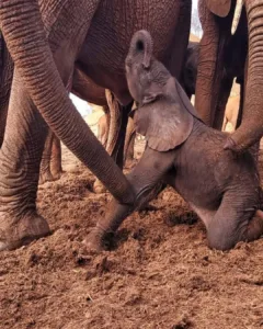 A Circle Completed — Melia’s Miracle and the Return of Hope