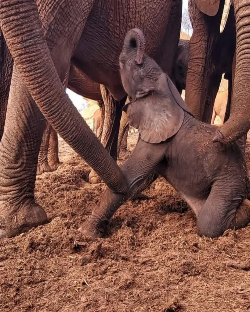 A Circle Completed — Melia’s Miracle and the Return of Hope A Circle Completed — Melia’s Miracle and the Return of Hope