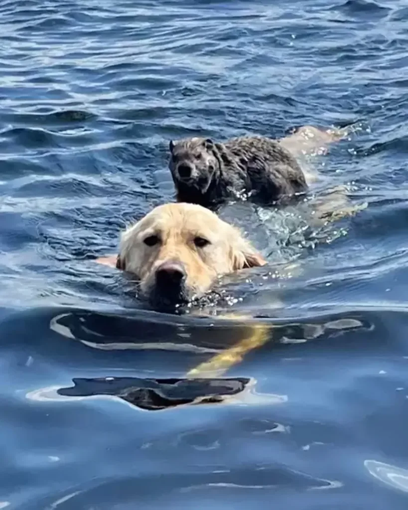 The Dog, the Woodchuck, and the Day Kindness Came Ashore The Dog, the Woodchuck, and the Day Kindness Came Ashore