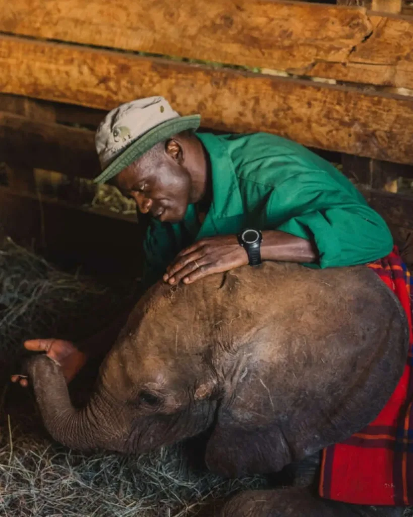 A Heart Mends — The Little Elephant Who Discovered Love Again A Heart Mends — The Little Elephant Who Discovered Love Again