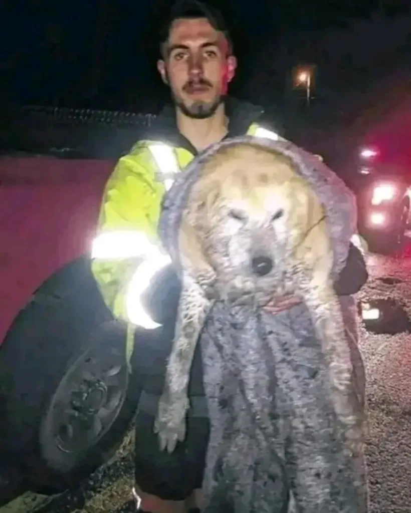 Grace and the Fire Chief — A Rescue Fueled by Bravery and Kindness Grace and the Fire Chief — A Rescue Fueled by Bravery and Kindness