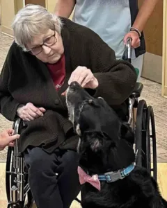 Scout – The Stray Who Found His Home