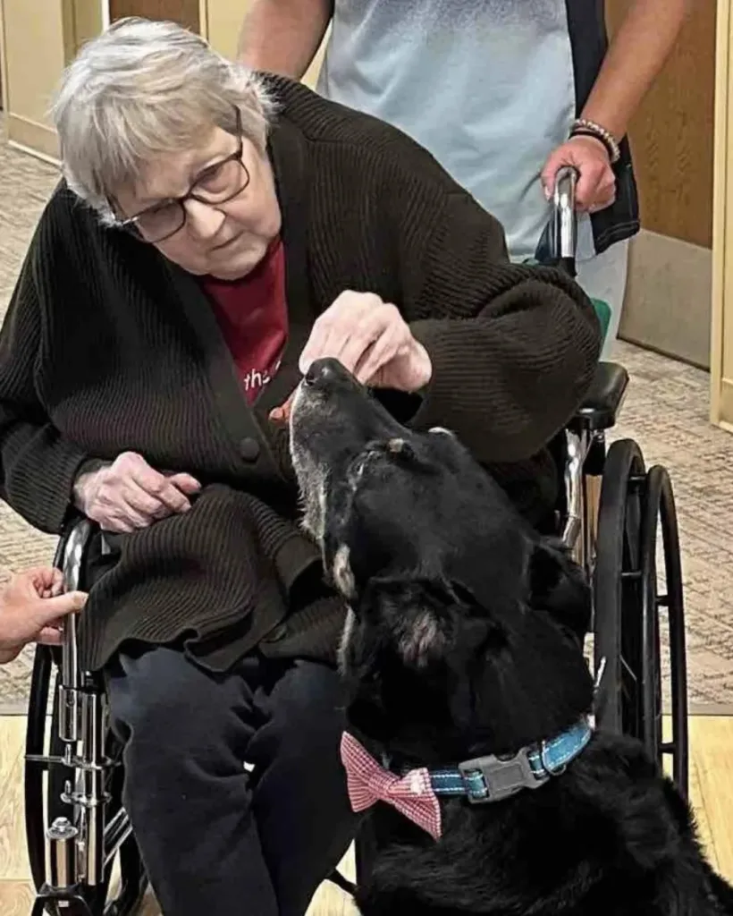 Scout – The Stray Who Found His Home