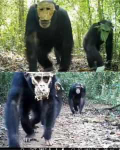 Masked Chimps of the Congo: A Startling Glimpse into Primate Intelligence