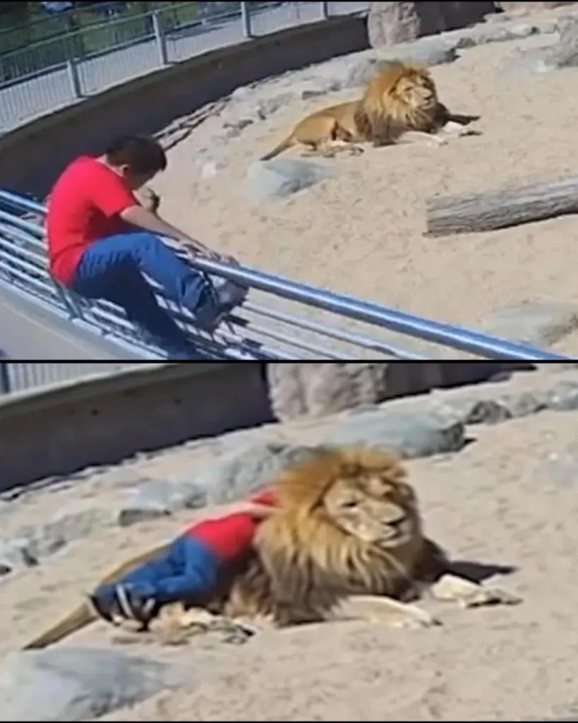 CCTV Records Autistic Boy Jumping Onto a Lion — The Aftermath Left Experts Stunned CCTV Records Autistic Boy Jumping Onto a Lion — The Aftermath Left Experts Stunned