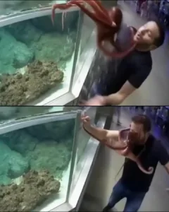 Man Receives a Face Full of Octopus — and a Permanent Ban