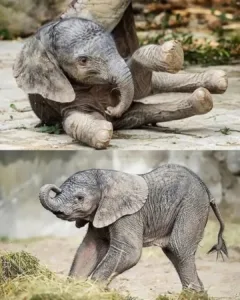 The Journey of Hope: A Newborn Elephant Calf Embraces Life The Journey of Hope: A Newborn Elephant Calf Embraces Life
