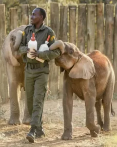 The Journey of a Baby Elephant to Rediscover Life The Journey of a Baby Elephant to Rediscover Life