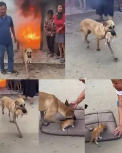 Into the Flames: The Dog Who Showed the World the True Meaning of Love