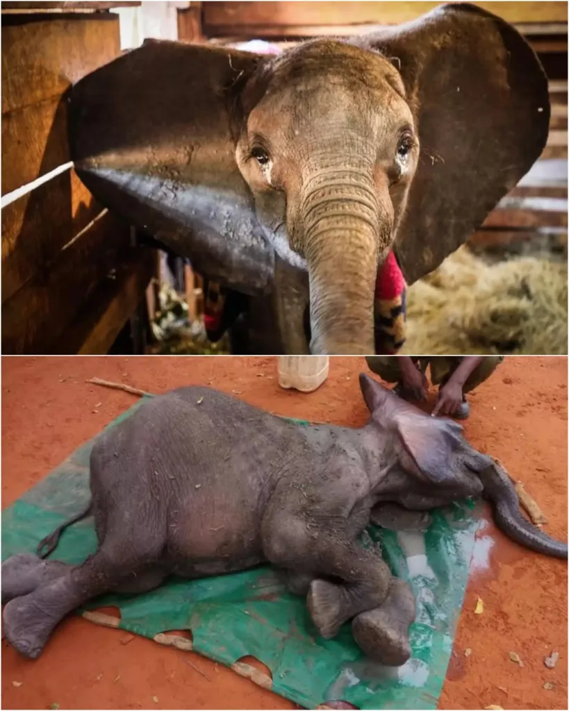 In early September, an 18-month-old elephant named Dololo was found struggling in a dam near Tsavo East National Park, Kenya. Using his trunk like a snorkel, the tiny calf kept himself alive in the muddy water until Kenya Wildlife Service rangers rescued him. Exhausted, weak, and sick, Dololo was airlifted to the David Sheldrick Wildlife Trust (DSWT) nursery for intensive care. Despite his dire condition, Dololo showed remarkable resilience, standing unaided within hours of arrival. With round-the-clock care, nourishment, and socialization with other orphaned elephants, he gradually regained strength, confidence, and playfulness. Today, Dololo thrives among his herd, a testament to the power of intervention, compassion, and determination. 571160515 122205461108056290 3360567862951442109 n