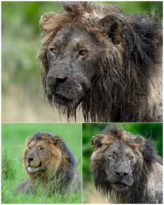 576825863 122232026972247932 8301324187841926511 n