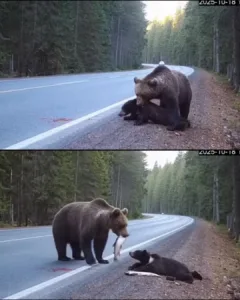 A Mother's Love: The Unyielding Struggle of a Bear for Her Injured Cub