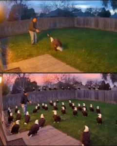 From One to Many: How Feeding an Eagle Led to a Backyard Invasion