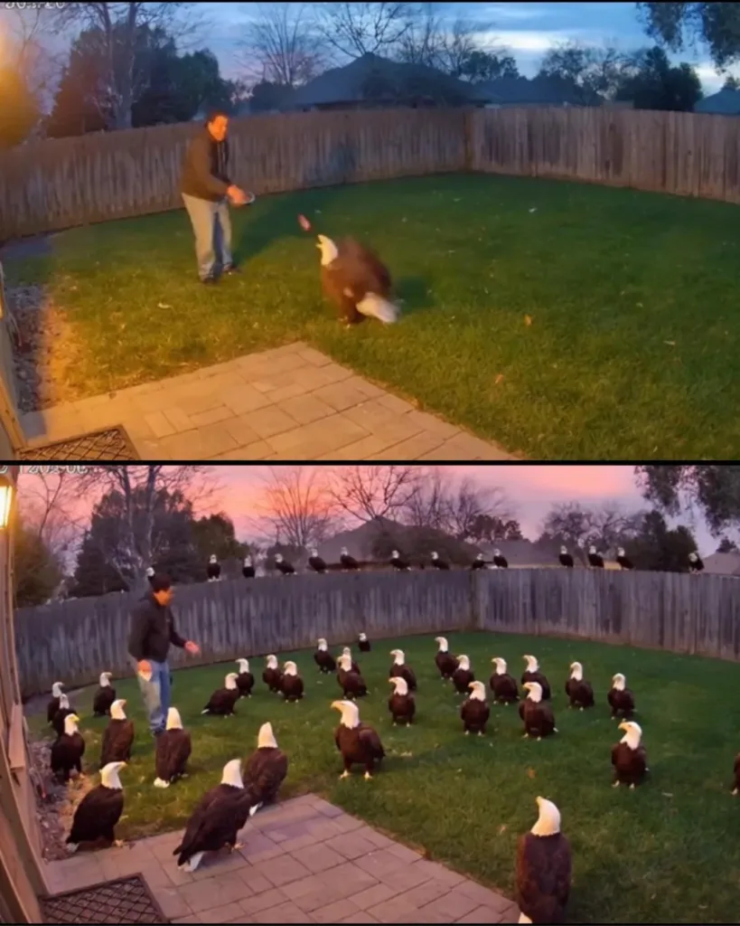 From One to Many: How Feeding an Eagle Led to a Backyard Invasion From One to Many: How Feeding an Eagle Led to a Backyard Invasion