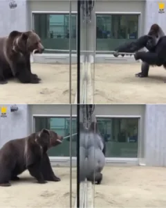 Singapore's Illegal Zoo Uncovered as a Center for Underground Betting Singapore's Illegal Zoo Uncovered as a Center for Underground Betting