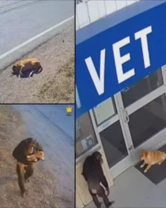 Chimpanzee Delivers Injured Stray Dog to Vet in Chiang Mai: A Story of Unlikely Kindness Chimpanzee Delivers Injured Stray Dog to Vet in Chiang Mai: A Story of Unlikely Kindness