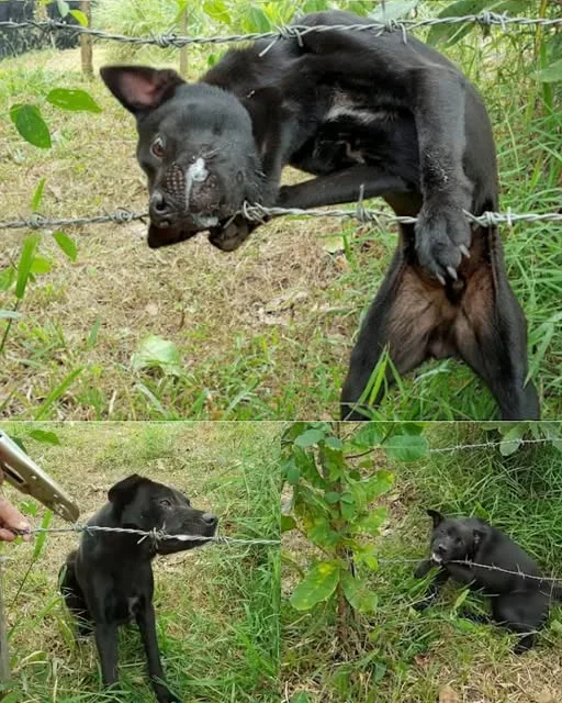 581146651 122264219852069833 3847040414403251493 n